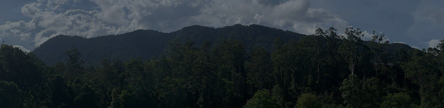 Dorrigo Mountain horizon.